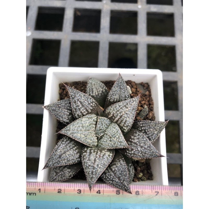 多肉植物 百合科 十二之卷 阿福科 Sp購入微米 Sp編號已遺失 星夢園出品百合 蝦皮購物