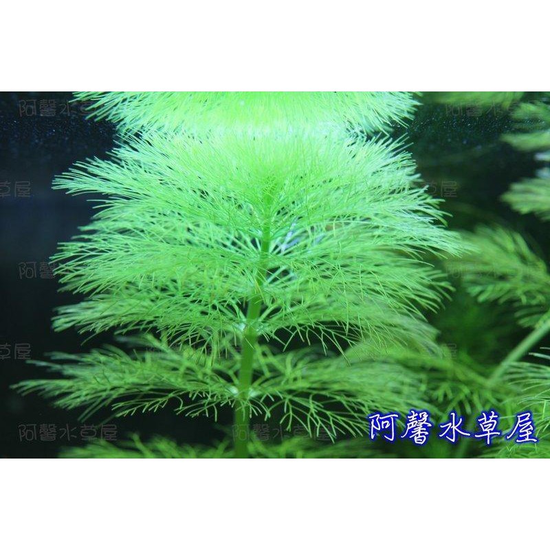 阿馨水草屋。水草造景-大寶塔。3株50元出貨時水上葉水草水族造景裝飾專賣店。