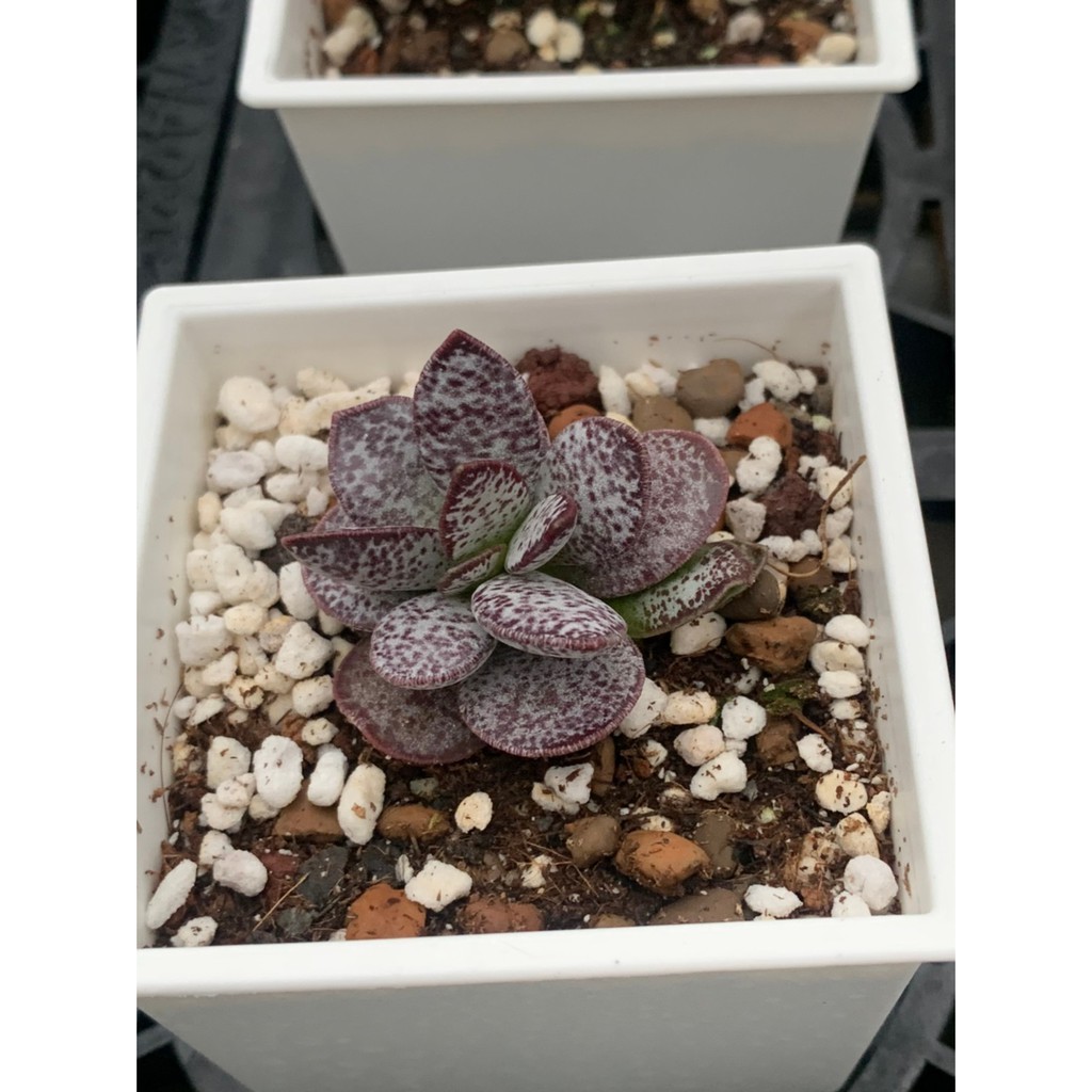 麗加 多肉植物 紅扁葉天章 扁紅葉天章 稀有品限量發售 因缺貨植株較小一點點 能接受者再下標 蝦皮購物