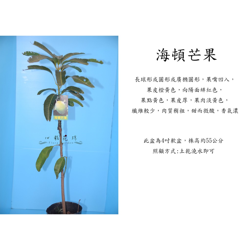 心栽花坊-海頓芒果/嫁接苗/水果苗/芒果苗/售價160特價130