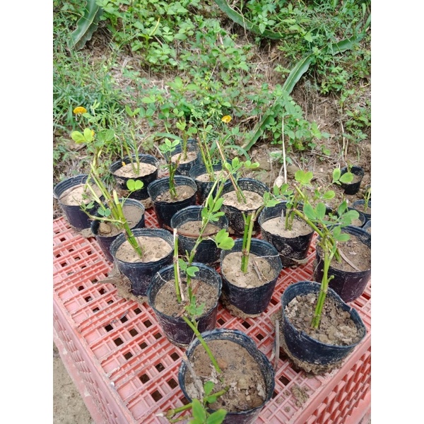 蔓花生的價格推薦 21年11月 比價比個夠biggo