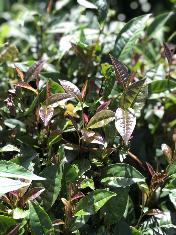 日月潭紅茶 臺灣原生種山茶 紫芽山茶 4兩150公克 蝦皮購物