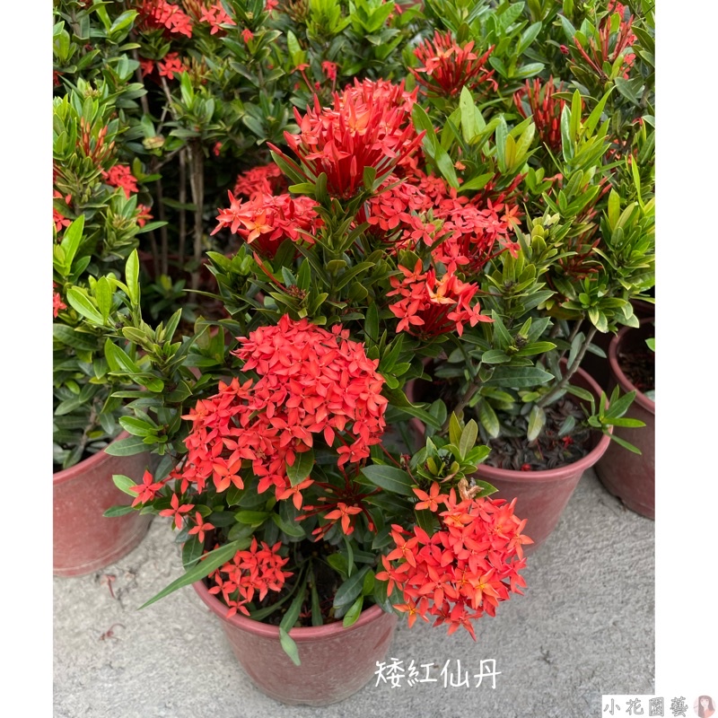 小花園藝 矮紅仙丹 鑽石仙丹花 6吋盆 $139