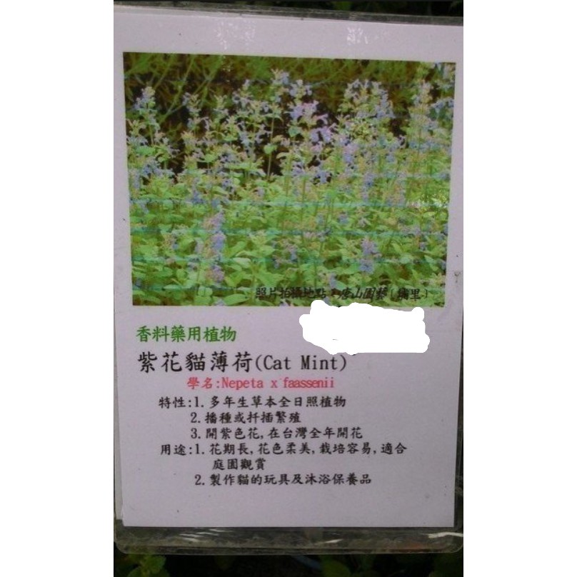 花囍園 香草水果苗 紫花貓薄荷 多年生草本植物 盛花期在春夏之間 5吋高約 30cm 售110特價100 蝦皮購物