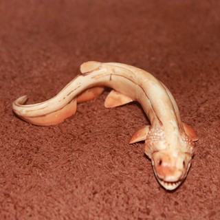 皺鰓鯊 優惠推薦 21年7月 蝦皮購物台灣