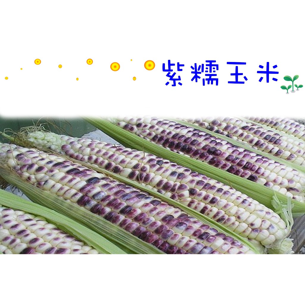 紫糯玉米種子 質地柔糯 非基改 種子區