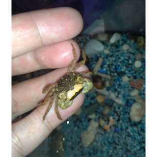 美國螯蝦 小龍蝦 克氏原螯蝦 水族 可動模型 擺飾 蝦皮購物