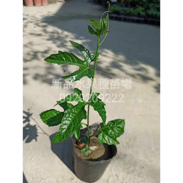 木鱉果苗 木鱉果 新品水果苗場