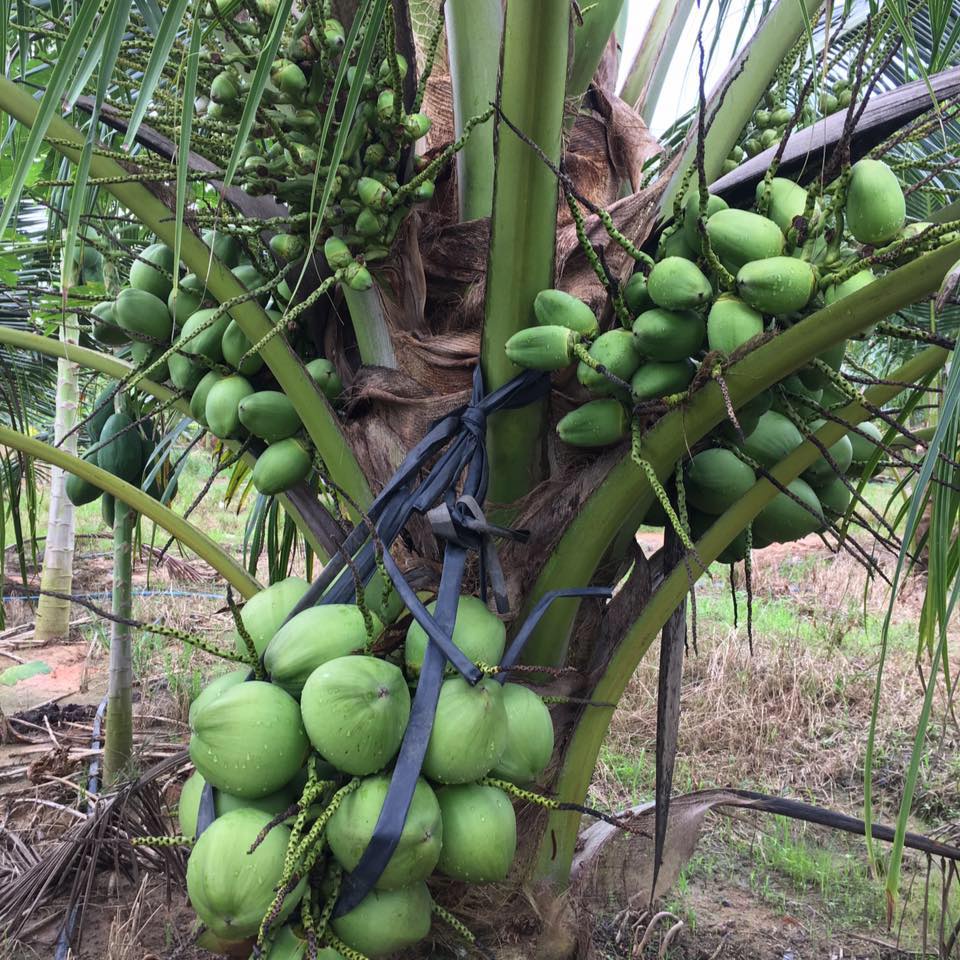 海南矮種芋香【綠椰】、矮綠色椰子、矮種椰子、芋香椰、種苗、盆栽
