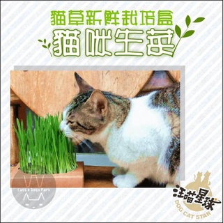 汪喵星球：貓咪生菜/貓草新鮮栽培盒/65g
