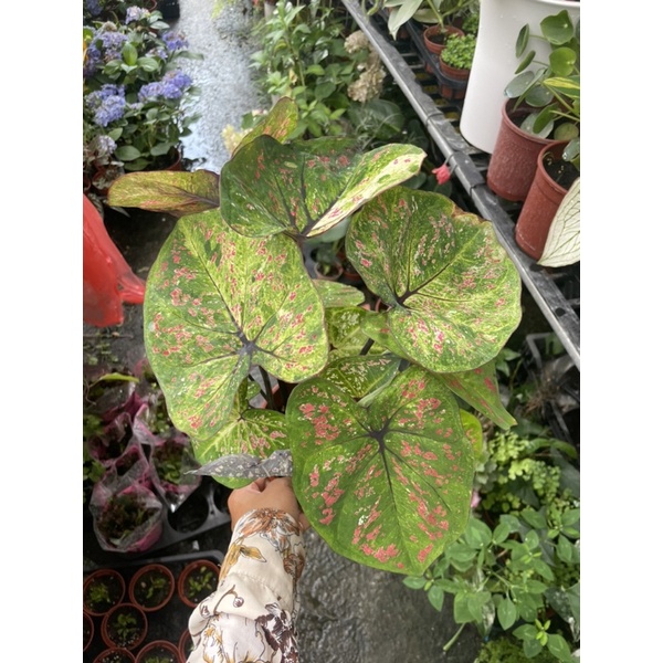 霏霏園藝最新品種泰國五彩葉芋米蘭彩葉芋 會變來變去顏色  越養越漂亮  室內顏色比較青綠  室外比較偏白紅點
