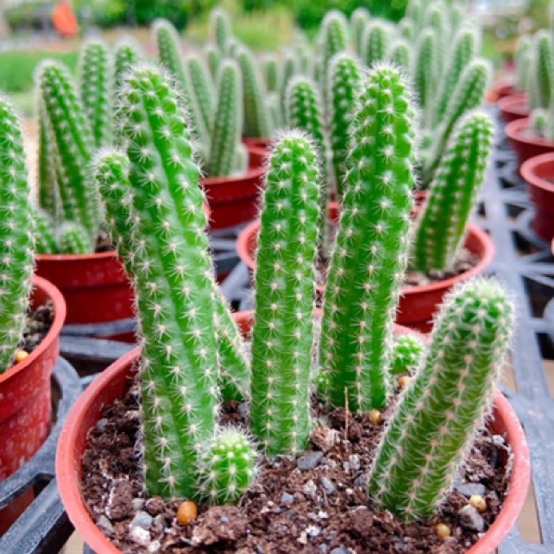 🌵多肉植物、仙人掌🌵【 白檀(芽長) 】3吋盆