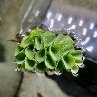 浮草 優惠推薦 22年7月 蝦皮購物台灣