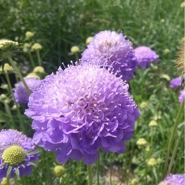 新品 種子散裝紫盆花種子盆栽夏天種花卉種子室內夏播花草種子四季易種 蝦皮購物