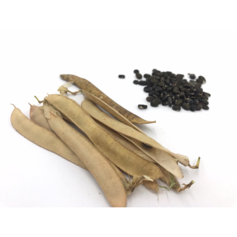 蝶豆花種子 種籽 蝶豆花豆莢自家栽種10個豆莢30元 蝦皮購物