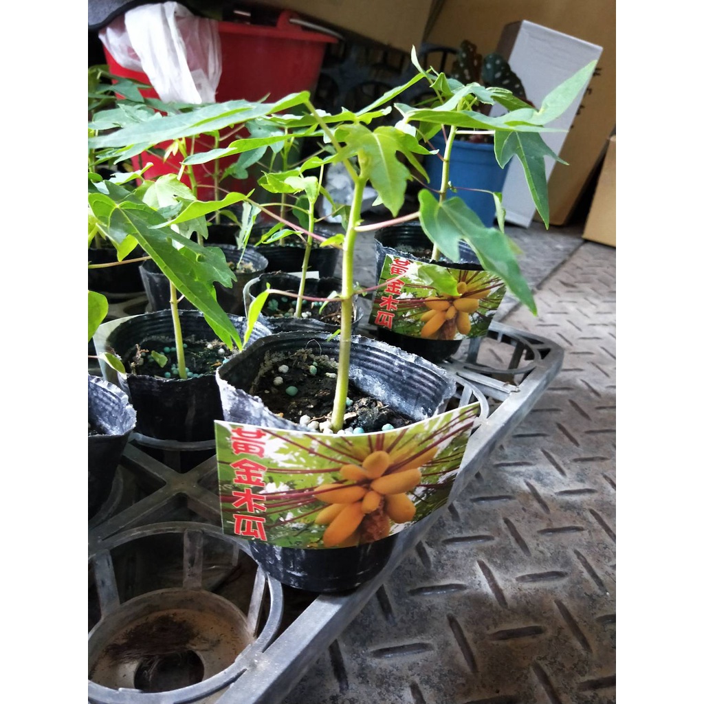 ☈綠玫☈水果苗☈黃金木瓜-3吋黑軟盆(高約5-10公分)