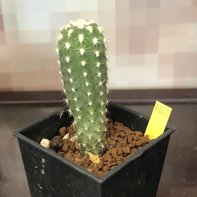 H65 子吹王冠短毛丸熊多肉植物5 29 蝦皮購物