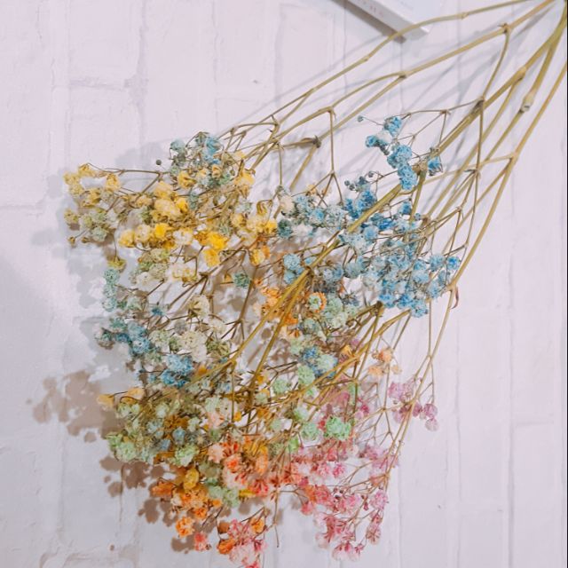 Make A We Hsu 許個願 乾燥花素材進口滿天星乾燥花 繽紛彩色 乾燥花花藝設計居家佈置婚禮小物 蝦皮購物