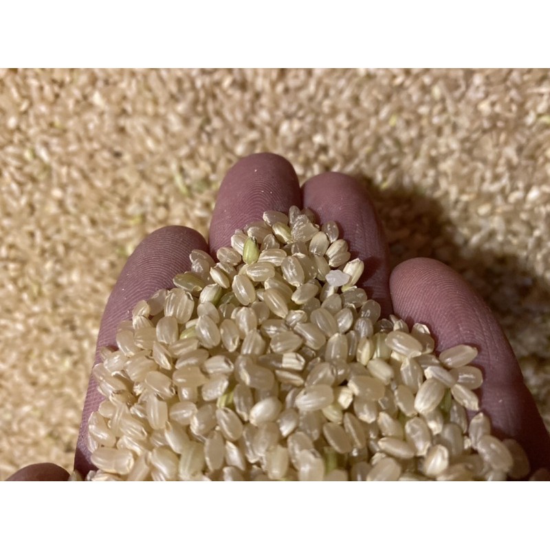 台灣圓糙米 真空包 玄米 糙米粥 糙米茶 玄米茶 糙米飯 興妍誠五穀健康米糧 蝦皮購物