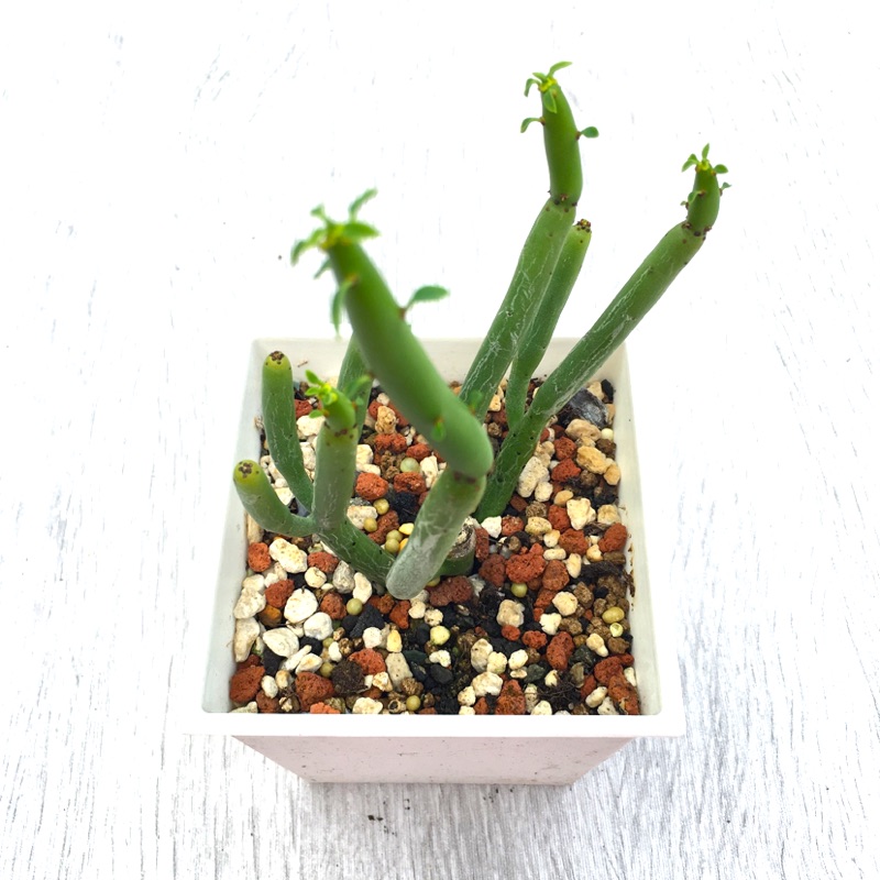 多肉植物 線上商店 蝦皮購物