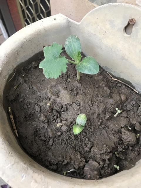 蝦皮購物 花得更少買得更好