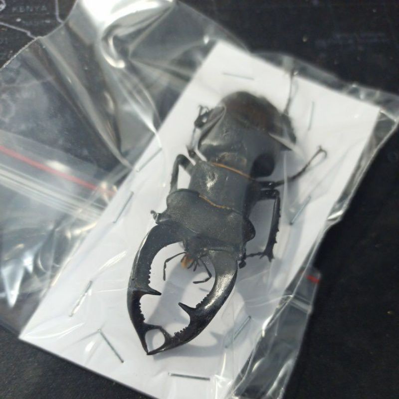 歐洲深山lcc 73 A 未展標本鍬形蟲兜蟲 蝦皮購物