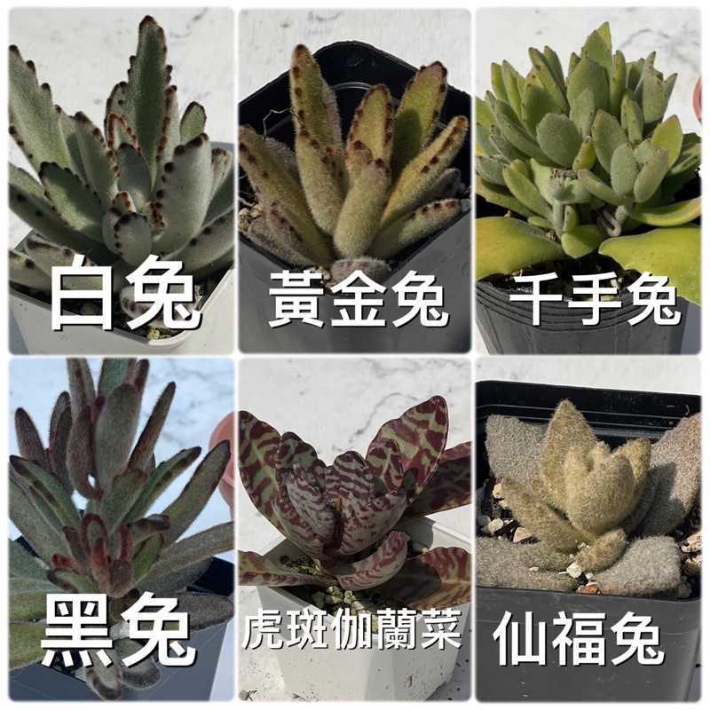 多肉植物）兔子系列：月兔、毛兔、星兔、熊貓兔、無星兔、玫葉兔耳、黑兔、黃金兔、千葉兔耳、仙福兔