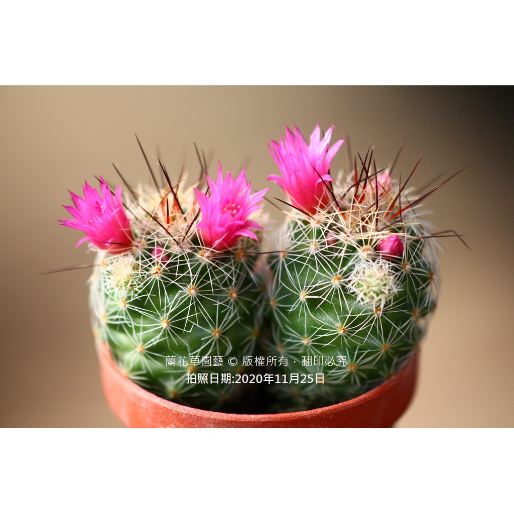 1 吋迷你盆 粉紅花銀手毬 仙人掌科多肉植物 蘭花草園藝 蝦皮購物