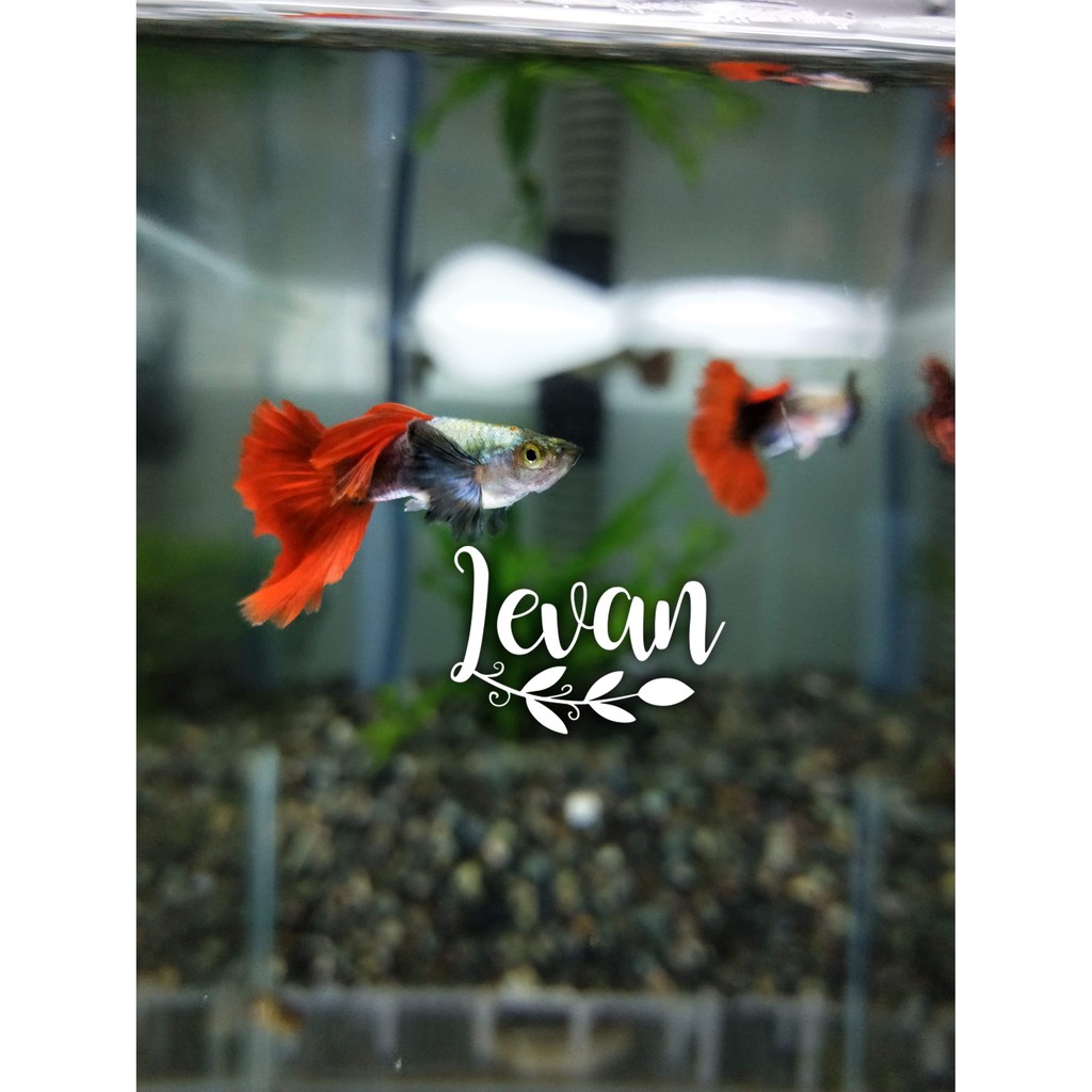 Dumbo Big Ear Guppy_S級白金紅尾大耳孔雀魚水族用品 水草 飼料