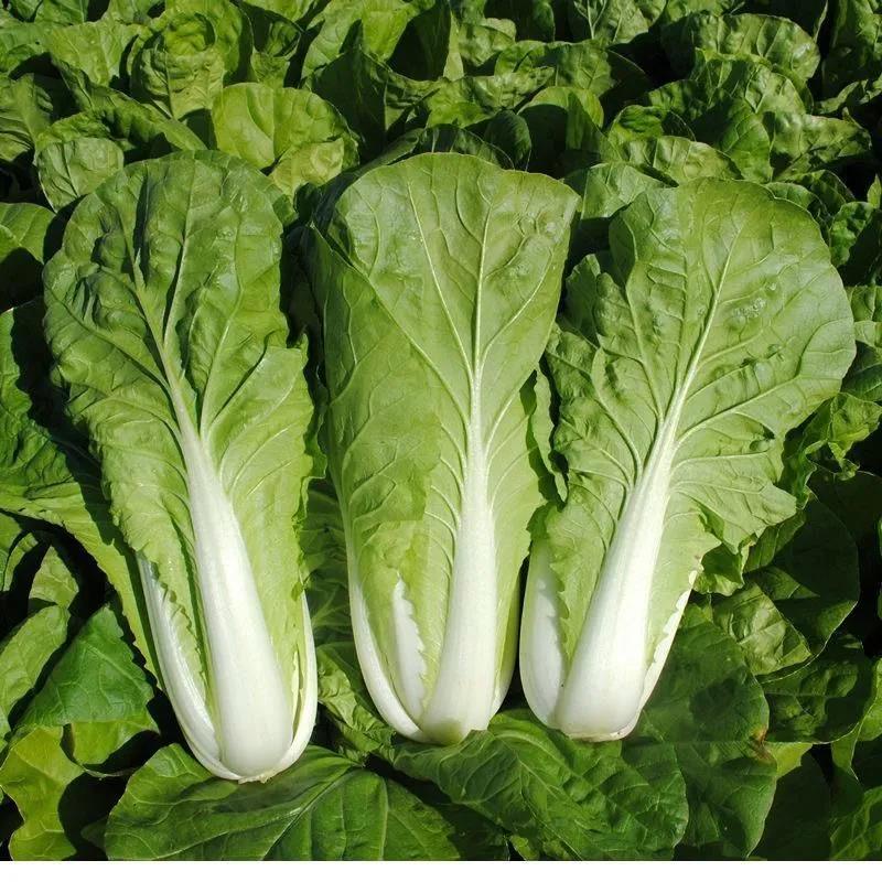 快菜種子籽 快速生長白菜 青菜耐熱耐寒四季播高產蔬菜種子