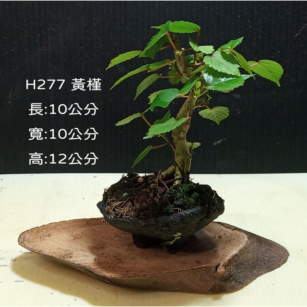 逸林   H277  黃槿  觀賞用  小品盆栽