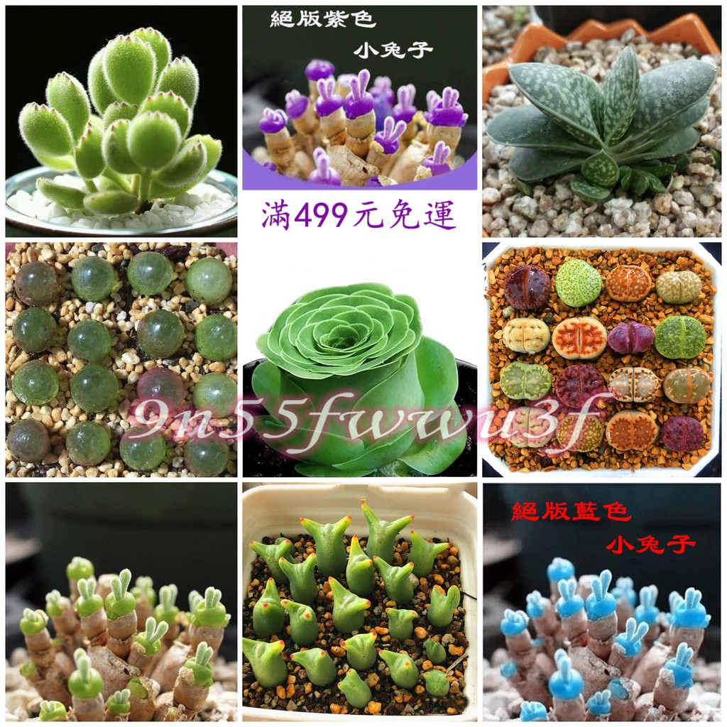 多肉植物種子的價格推薦第17 頁 21年6月 比價比個夠biggo