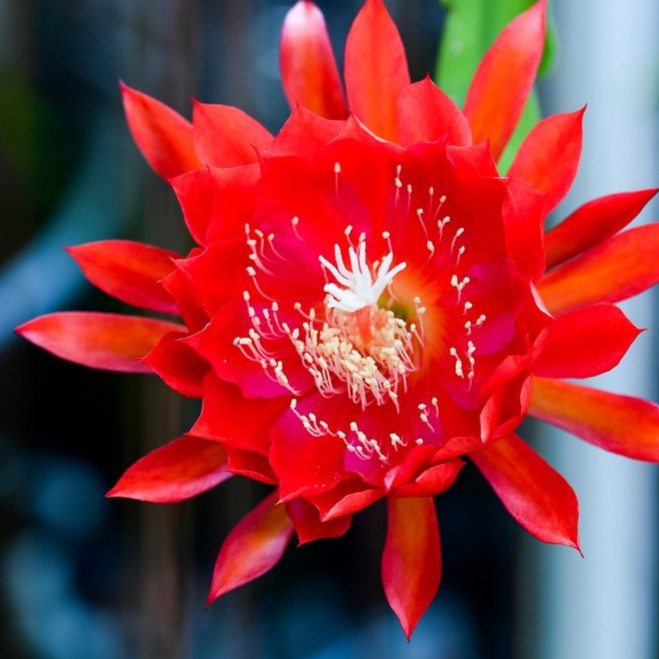 孔雀仙人掌莖葉 Epiphyllum Fasan 總長25公分以上 [飛訊庭園]