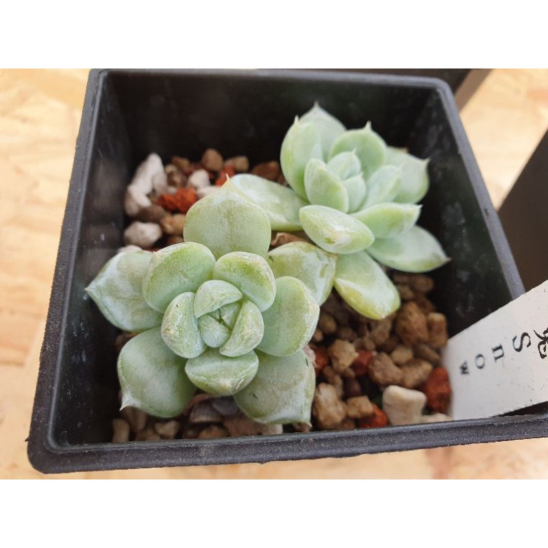 進口多肉 雪兔 三吋 景天科 多肉植物 穩根 含盆運送 多肉滴啊a雜草舖 蝦皮購物