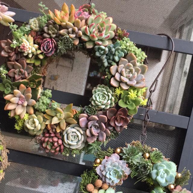 多肉花圈 蝦皮購物