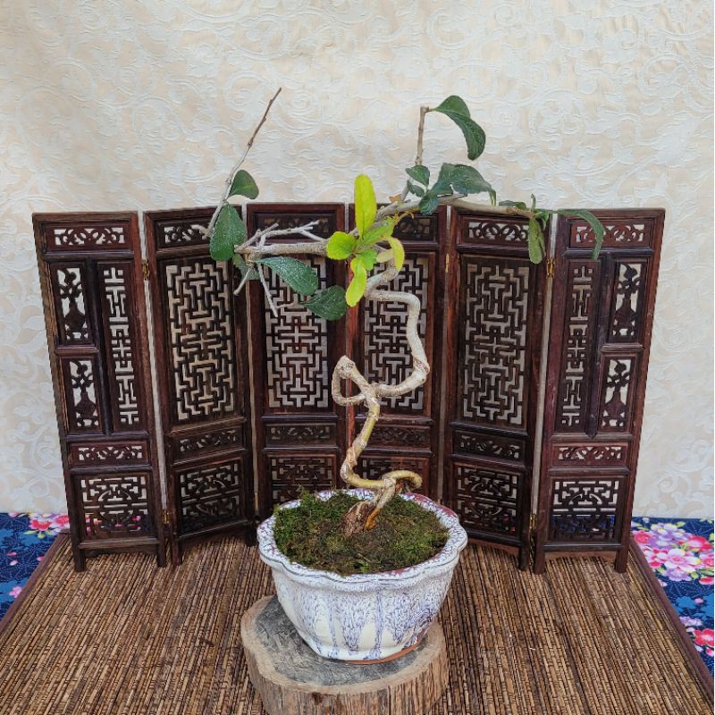 長壽梅盆的價格推薦 21年7月 比價比個夠biggo