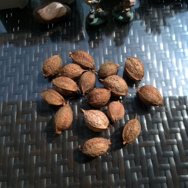 穗花棋盤腳種子夏夜煙火 蝦皮購物