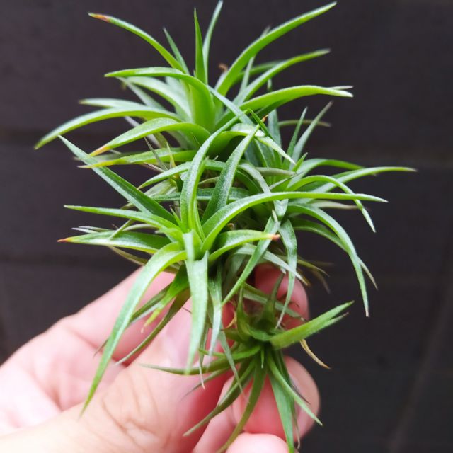 【瘋鳳】空氣鳳梨 迷你紫羅蘭  Tillandsia aeranthos 'Bronze'