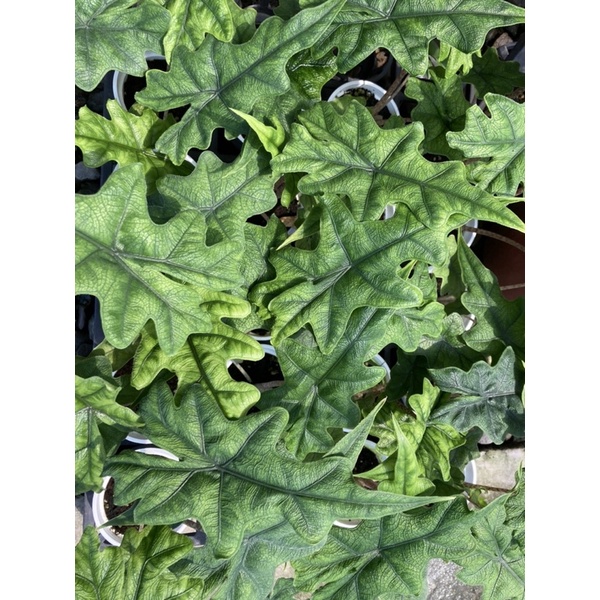 植系青屬-傑克林觀音蓮/觀葉植物/三吋盆