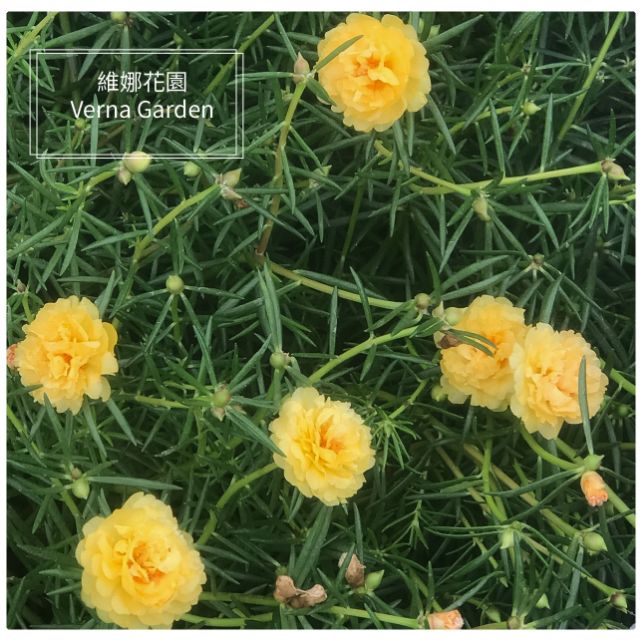 重瓣松葉牡丹1.5吋盆-鵝黃色…❇️維娜花園❇️