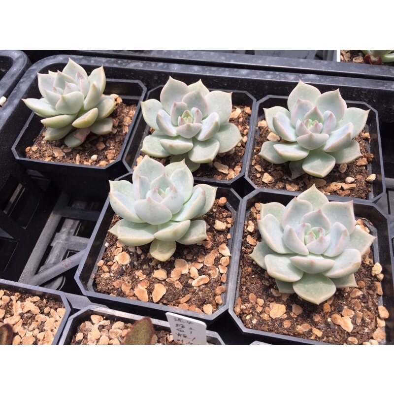 肉閣 多肉植物白牡丹 蝦皮購物