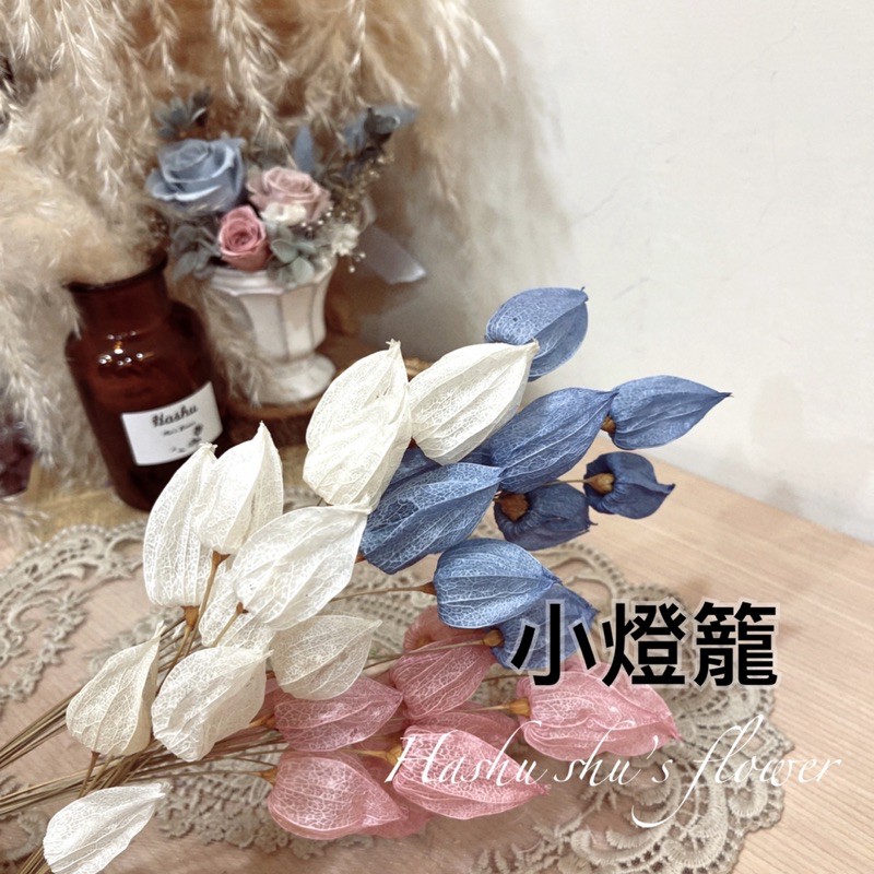 現貨 乾燥燈籠花燈籠花小燈籠乾燥花乾燥花材乾燥花材料包乾燥花材批發乾燥花材材料包不凋花永生花花 蝦皮購物