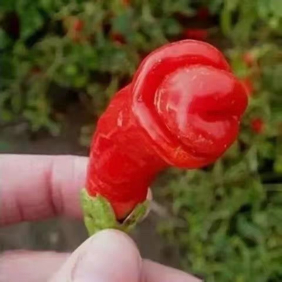 烏干達火焰辣椒種子  觀賞小米椒 可食用 新奇植物盆栽種子 發芽率高