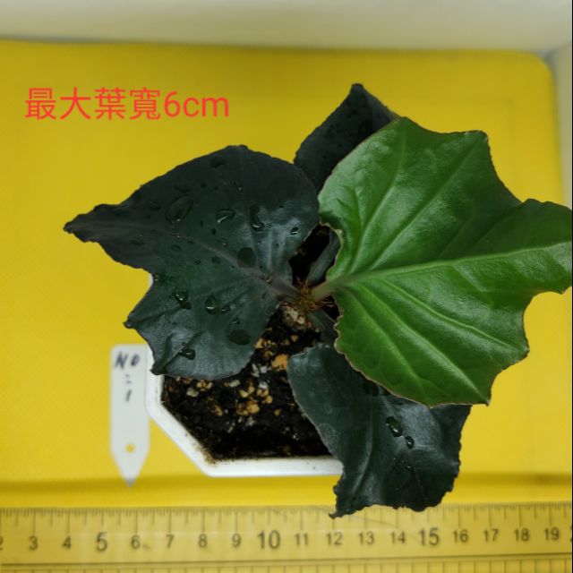 彩葉麒麟 競標1 袁下標處