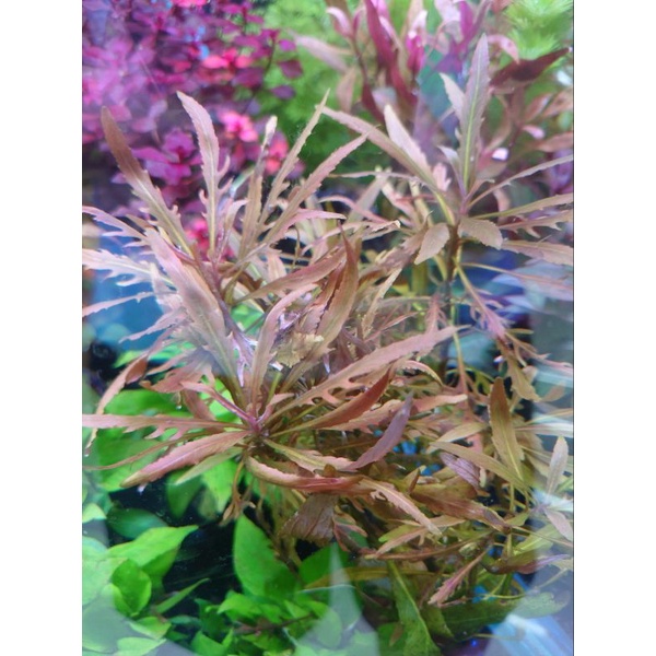 阿馨水草屋 水草造景 鋸齒紫柳 水上葉狀態4株50買8送2 水族景觀設計造景裝飾水族箱真的水草缸專賣店 蝦皮購物
