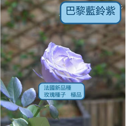 壹元壹粒玫瑰花種子稀有品種法國玫瑰種籽發芽率高達99 蝦皮購物