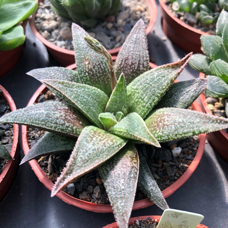 多肉植物百合科青龍刀 蝦皮購物