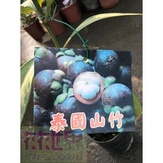 花花世界_水果苗泰國山竹苗-真山竹-山竹6吋30-40cm