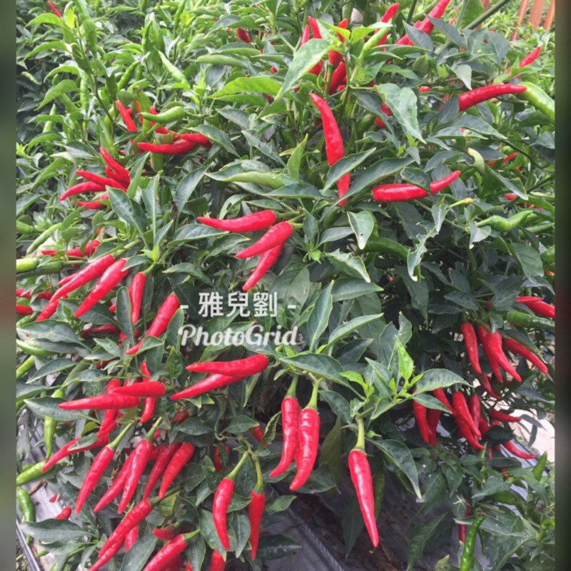 嗨！辣椒田 種植@🌶️屏東好物 🌶️ 四川朝天椒新鮮現採 Cabai 萬丹小農🌶️鬼椒 chili 二荊條辣椒粉辣椒醬料