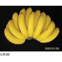 香蕉苗 台蕉2號 組培苗 高產量香氣濃郁